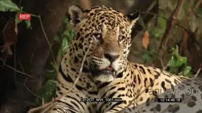 Jaguar (Panthera onca) resting on riverbank