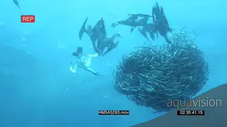 Dusky Shark swimming underwater in ocean passing camera and Cape Gannets fishing feeding.