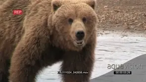 Brown Bear Walking and Sitting inside the water