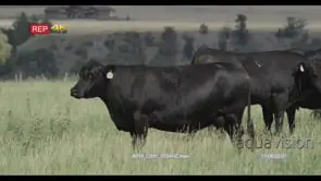 Cattle standing on Grassland MLS