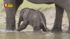 Young calve and female adult African Elephant mother drinking water, MLS; DAY.