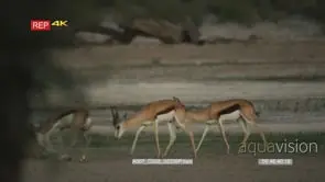 Two springboks walking towards other two springboks fighting