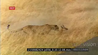 Cheetah hunting, catch, takedown and kill a gazelle
