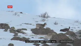 Gray Wolf running around on snowy prairie while trying to hunt Elk Antelope WS