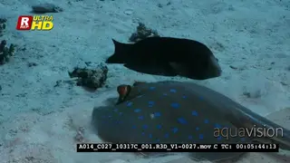 A Close Up shot of a Bluespotted Ribbontail Ray, Taenuira lymna hunting in the sea sand.
