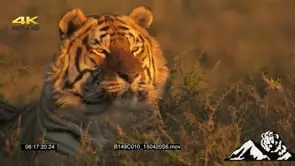 A tiger laying down GENERAL BEHAVIOUR CU