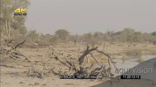 Giraffes running away from camera through bush LS