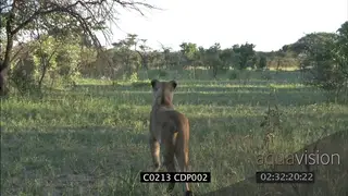 Lioness standing looking at prey species in distance CU