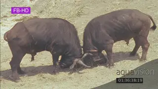 Cape Buffalo bulls fighting locked horns
