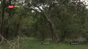 Leopard female coming down from tree, male lying underneath