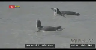 African Penguin preening, swimming and floating in the sea, waves, coast, sea, oiling.