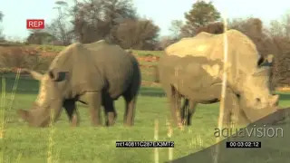A Pair of White Rhinos grazing on the Grassland GOOD LIGHT