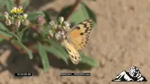Butterfly flying around GREEN CU PAN