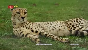 Medium shot of cheetah lying on the grass