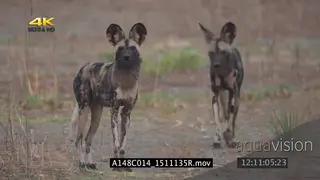 Wild dog pack patrolling scouting around hunting sniffing scent of grass GREEN MLS PAN