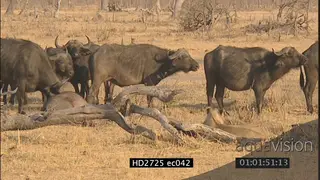 Herd of buffalos standing moving next to an injured buffalo and a sitting female lion MLS