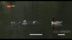 A gaggle of Canada goose floating looking at the goslings swimming around and feeding…