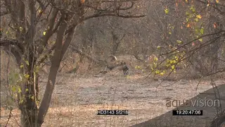 African Wild Dog pup hunt stalk chase Hamerkop stork