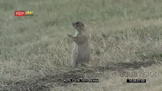 Prairie Dog standing and eating on prairie LS