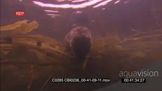 Dead Sea Otter carcass floating Underwater amongst Kelp plants