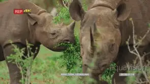 Black rhino mother and calf grazing in green bush rhino mother walks towards camera