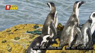 Group of African Penguins waddling on top of the ocean rock and looking around.