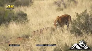 A tiger hunting WS PAN PROFILE