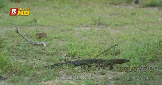 Nile monitor sinous walking, hunting for preys and looking around.