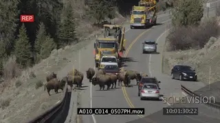 Bison herd walking on a road restricting cars from passing WS
