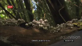Mushrooms fungi growing on log in forest