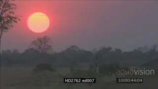 Botswana sunset with Elephants and Zebras walking WS