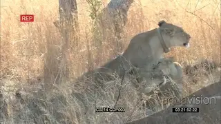 African Lion pride with cubs interaction laying on the grassland MS