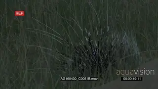 Cape Porcupine hiding in tall grass raised quills Defensive behaviour