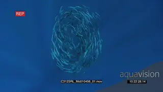 Marlin sailfish and Seals feeding on bait ball in deep blue ocean