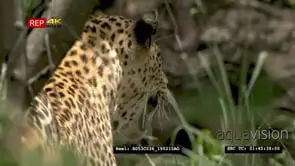 Leopard stalking prey in bush CU