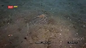 Tracking shot of a Mimic octopus, Octopus sp19.