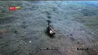 Tracking shot of a Pfeffer's flamboyant cuttlefish.
