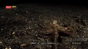 Tracking shot of a Veined Octopus