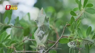 Veiled Chameleon trying to walk, looking around 360 and protecting territory.