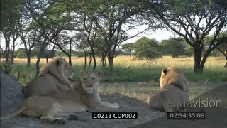 Male Lion looking at Giraffes in distance CU OTS