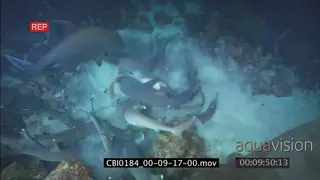 Whitetip reef sharks school hunting and catches a fish creating a feeding frenzy NIGHT