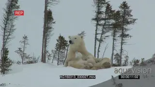 Polar bear mother Protective behaviour scouting around cuddling with cubs suckling