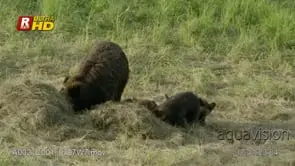 Adult female Grizzly bear mother and two cubs laying down.