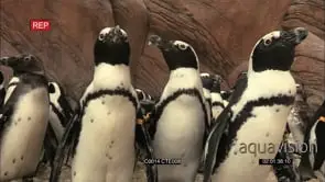 AFRICAN PENGUINS