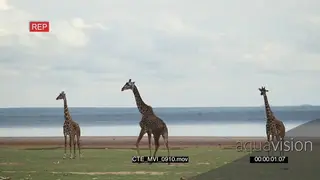 Masai Giraffe tower standing looking towards the camera GREEN LS