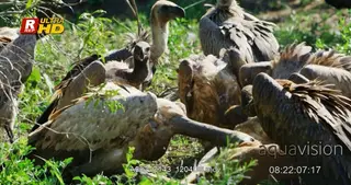 Flock of Cape and White-backed vultures standing, roughly feeding on a hunted carcass.