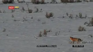 Red Fox stalking and hunting jumping to catch prey on prairie WS HAND