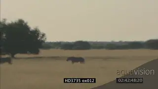 Lionesses on the hunt moving across grassland alert looking around scouting