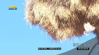 Sociable Weaver flying into nest building carrying grass with beak SLOWMO