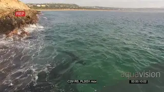 AERIAL Great white shark hunting patrolling along Coastline GOOD LIGHT